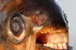 Allarme nelle acque del Nord Europa: pescato un Pacu, il pesce mangia-testicoli!