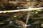 Il pesce arciere “scaglia” potenti getti d’acqua per colpire le sue prede
