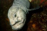 L’anguilla lupo: un pesce mostruoso ma dal carattere gentile